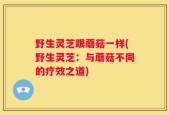 野生灵芝跟蘑菇一样(野生灵芝：与蘑菇不同的疗效之道)