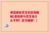 香菇根和灵芝的区别图解(香菇根与灵芝有什么不同？区分图解！)