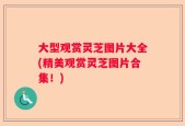 大型观赏灵芝图片大全(精美观赏灵芝图片合集！)