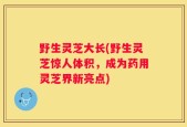 野生灵芝大长(野生灵芝惊人体积，成为药用灵芝界新亮点)