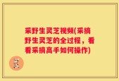 采野生灵芝视频(采摘野生灵芝的全过程，看看采摘高手如何操作)