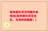 鬣狗爱吃灵芝吗图片表情包(鬣狗爱吃灵芝走红，引发哄笑图集！)