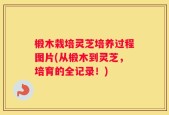 椴木栽培灵芝培养过程图片(从椴木到灵芝，培育的全记录！)