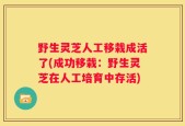 野生灵芝人工移栽成活了(成功移栽：野生灵芝在人工培育中存活)