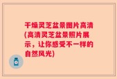干燥灵芝盆景图片高清(高清灵芝盆景照片展示，让你感受不一样的自然风光)
