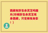 西藏有野生赤灵芝吗图片(珍稀野生赤灵芝现身西藏，只见稀有身影！)