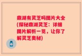 鼎湖有灵芝吗图片大全(探秘鼎湖灵芝：详细图片解析一览，让你了解灵芝奥秘)