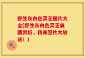 野生灰白色灵芝图片大全(野生灰白色灵芝美图赏析，精美照片大放送！)