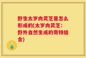 野生太岁肉灵芝是怎么形成的(太岁肉灵芝：野外自然生成的奇特组合)