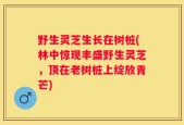 野生灵芝生长在树桩(林中惊现丰盛野生灵芝，顶在老树桩上绽放青芒)