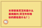 长得很像灵芝的是什么菌类图片(灵芝外形相似的蘑菇是什么？)