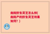 南阳野生灵芝怎么样(南阳产的野生灵芝效果如何？)