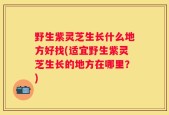 野生紫灵芝生长什么地方好找(适宜野生紫灵芝生长的地方在哪里？)