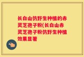 长白山仿野生种植的赤灵芝孢子粉(长白山赤灵芝孢子粉仿野生种植效果显著
