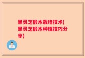 黑灵芝椴木栽培技术(黑灵芝椴木种植技巧分享)