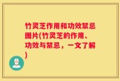 竹灵芝作用和功效禁忌图片(竹灵芝的作用、功效与禁忌，一文了解)