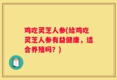 鸡吃灵芝人参(给鸡吃灵芝人参有益健康，适合养殖吗？)