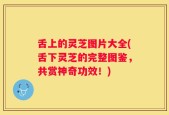 舌上的灵芝图片大全(舌下灵芝的完整图鉴，共赏神奇功效！)