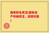 西非野生灵芝(西非出产珍稀灵芝，深受珍爱)