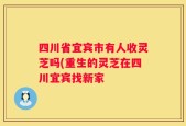 四川省宜宾市有人收灵芝吗(重生的灵芝在四川宜宾找新家