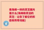 像海绵一样的灵芝图片是什么(海绵般灵活的灵芝：让你了解它的形态和传奇功能)