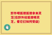 野外喂狐狸狐狸拿来灵芝(在野外给狐狸喂灵芝，看它们如何受益)
