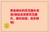 黑色细长的灵芝图片高清(精选高清黑灵芝图片，细长挺拔，色彩鲜明)