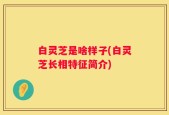 白灵芝是啥样子(白灵芝长相特征简介)