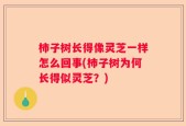 柿子树长得像灵芝一样怎么回事(柿子树为何长得似灵芝？)