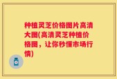 种植灵芝价格图片高清大图(高清灵芝种植价格图，让你秒懂市场行情)
