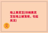 地上黄灵芝(珍稀黄灵芝在地上被发现，引起关注)