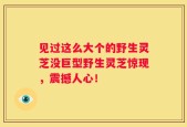 见过这么大个的野生灵芝没巨型野生灵芝惊现，震撼人心！