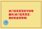 进门见天灵芝好不好呀图片(进门见天灵芝：美妙的自然奇观)