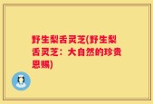 野生梨舌灵芝(野生梨舌灵芝：大自然的珍贵恩赐)