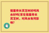 祖墓旁长灵芝树好吗风水好吗(常见祖墓旁长灵芝树，对风水有何影响？