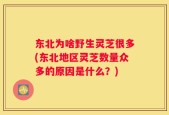 东北为啥野生灵芝很多(东北地区灵芝数量众多的原因是什么？)
