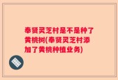 奉贤灵芝村是不是种了黄桃树(奉贤灵芝村添加了黄桃种植业务)