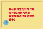 铁杉树灵芝功效与作用图片(铁杉树与灵芝：双重功效与作用的完美结合)