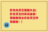 野生肉灵芝原图大全(野生灵芝的真实面貌：原图展现全彩色灵芝种类图鉴！)