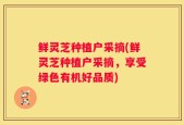 鲜灵芝种植户采摘(鲜灵芝种植户采摘，享受绿色有机好品质)