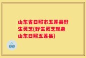 山东省日照市五莲县野生灵芝(野生灵芝现身山东日照五莲县)