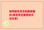 如何修剪灵芝的嫩芽图片(修剪灵芝嫩芽的方法分享)