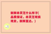 新鲜赤灵芝什么样子(品质保证，赤灵芝现摘现卖，新鲜直达。)