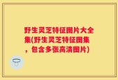 野生灵芝特征图片大全集(野生灵芝特征图集，包含多张高清图片)