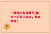 一颗桦树长满灵芝(桦树上的灵芝丰收，益处多多)