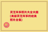 灵芝风筝照片大全大图(美丽灵芝风筝的绝美照片合集)