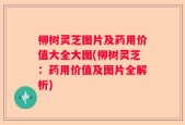 柳树灵芝图片及药用价值大全大图(柳树灵芝：药用价值及图片全解析)
