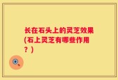 长在石头上的灵芝效果(石上灵芝有哪些作用？)