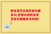 野生灵芝长到巴掌大要多久(巴掌大的野生灵芝生长需要多长时间？)