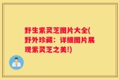 野生紫灵芝图片大全(野外珍藏：详细图片展现紫灵芝之美!)